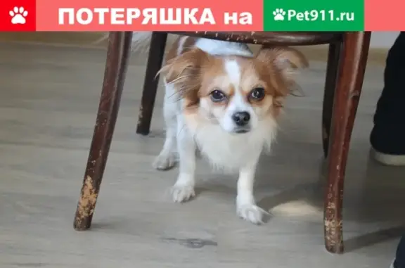 Пропала собака Ричард на проезде Донелайтиса 20к1, Москва