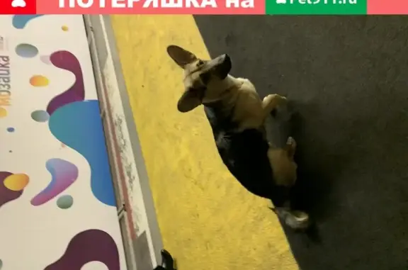 Найдена собака на 7-й Кожуховской, Москва
