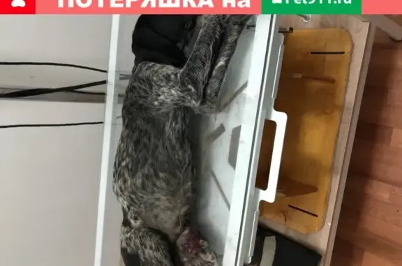 Найдена собака Курцхаар в Астрахани