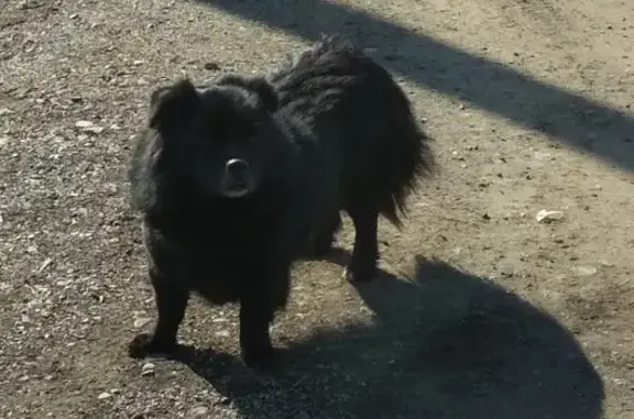 Собака с цепочкой найдена в СНТ имени Мичурина.