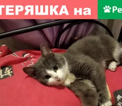 Пропала кошка Тотоша на улице Тхапсаева, Владикавказ