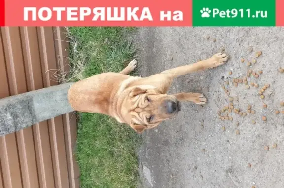 Найдена собака на СНТ Мечта, г. Калининград