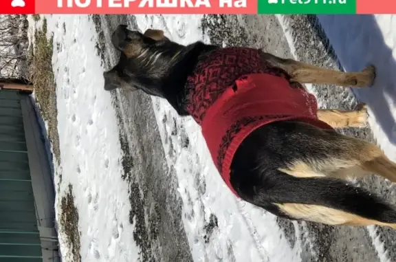 Собака найдена в Новой Москве, д. Бурцево