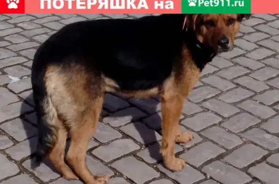 Найдена собака в Волоколамске