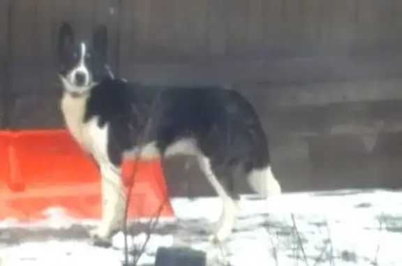 Найдена собака Восточно-европейской лайки в Брёхово, ищем хозяина!