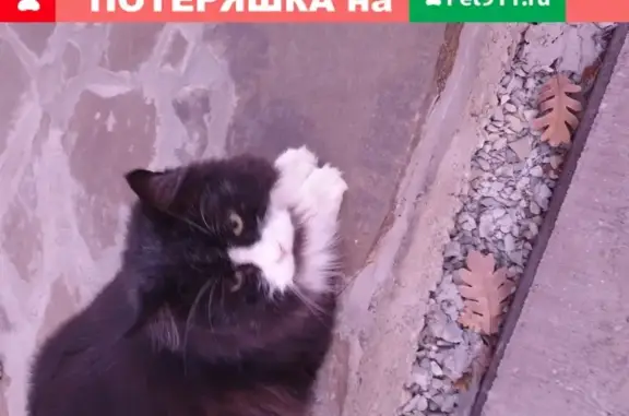 Пропал кот в Новороссийске, улица 8-я Щель, 76