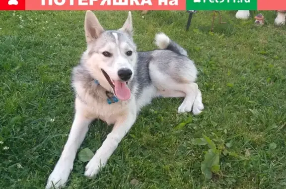 Пропала собака Томас в Солнечногорском р-не