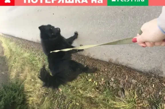 Пропал пес Арчи на Нижней Первомайской, Москва