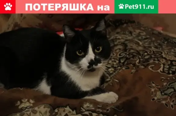 Найдена кошка на Народной улице, СПб, ищем хозяина!
