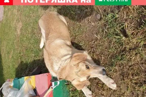 Найдена собака в Птичном поселке, Москва