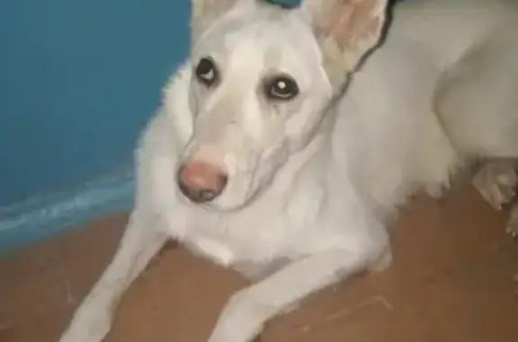 Собака породы Белая с рыжими ушами найдена в Самаре