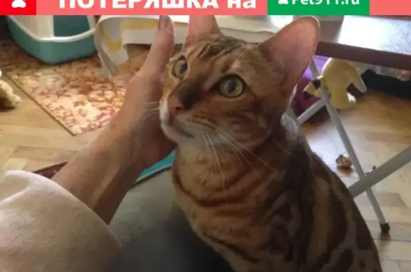 Пропала кошка на ул. Советская 30 в Сосногорске, особая примета на носу.