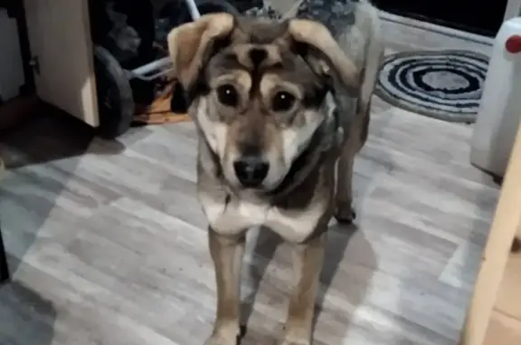 Найдена собака в Иркутском районе, СПК Топограф
