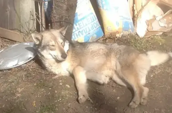 Найдена молодая собака Лайка в Бубново, Смоленск