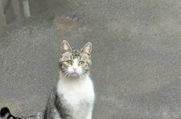 Найдена серая кошка на улице Блохина