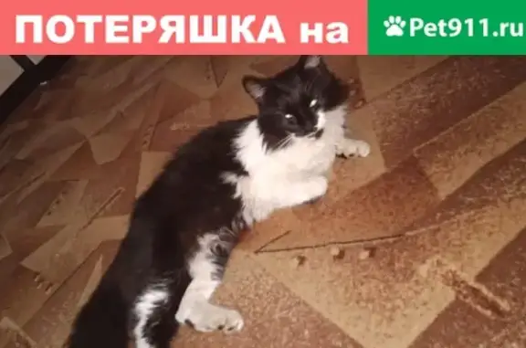 Пропала пушистая кошка на Казахской, Ростов-на-Дону
