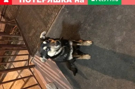 Найден щенок в Левобережном районе без адресника