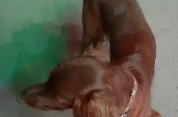 Найдена собака на ул. Красных Партизан, порода Ирландский красный Сеттер