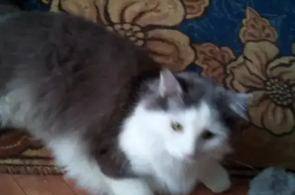 Пропала кошка Боря в Белгороде