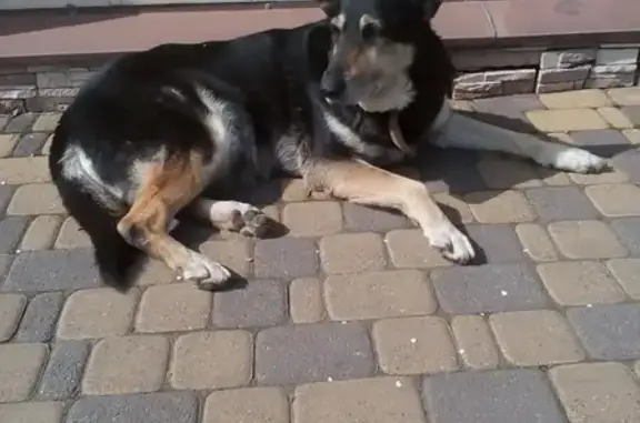 Собака на ул. Передерия, Краснодар: потерянная овчарка с хромотой.