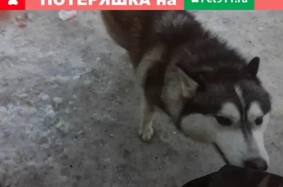Найдена собака в микрорайоне Пашино, Новосибирск