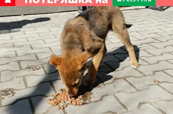 Найден щенок на Ленина 51 с толстой цепью