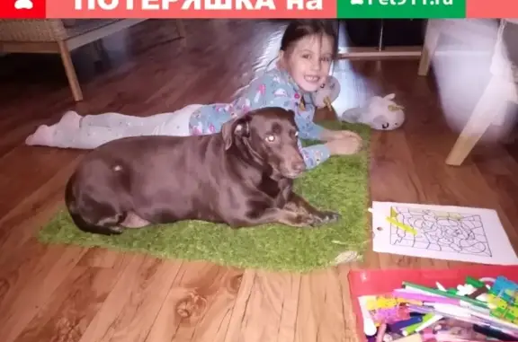 Найдена умная коричневая собака на ул. Ермоловой, Волгоград.
