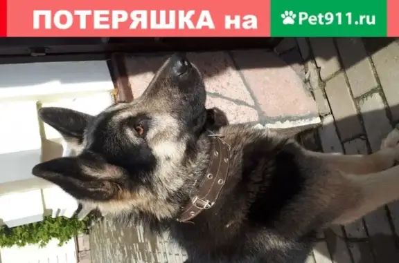 Найдена собака в Лемешово, Подольск.