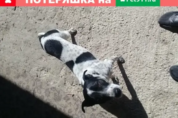 Собака найдена на ул. Малиновского 17Ж, Ростов-на-Дону.
