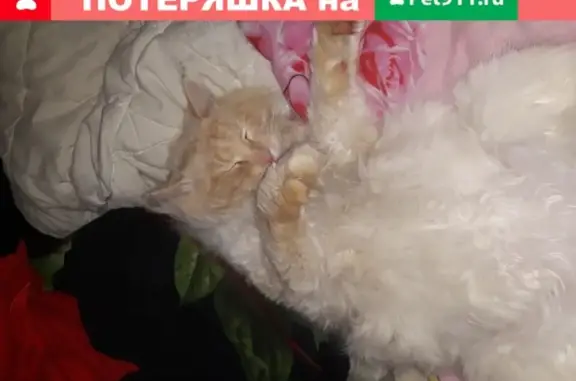 Пропала кошка Тихон в Ишеевке, помогите найти!