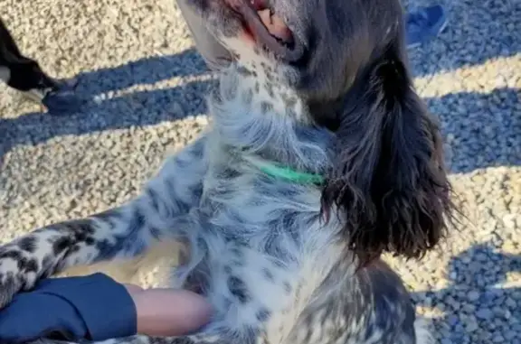Найдена собака в Саратове