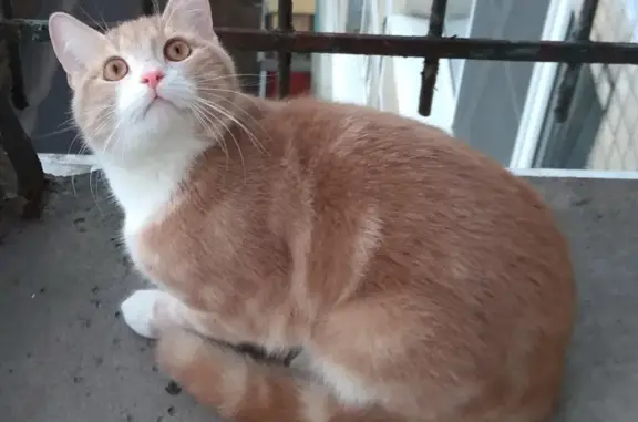 Кошки потеряшки, Санкт-Петербург, фото: Потеряшка абрикосовый котик на Пражской, 15!