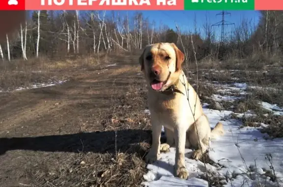 Пропал лабрадор Снич в поселке Завокзальный, Саратов