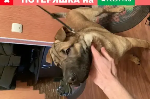 Собака найдена в Сургуте на ул. 30 лет Победы.