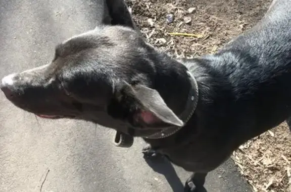 Найден черный метис-пес в поселке Рублево (Москва)