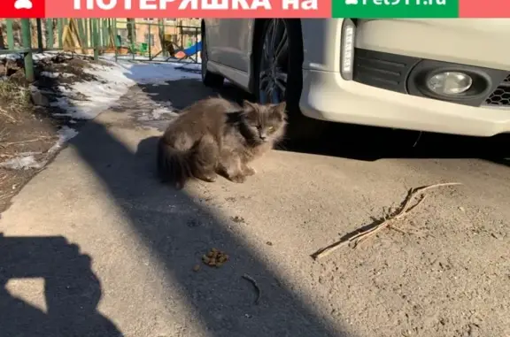 Найдена кошка на ул. Малая Филевская, д. 8, корп. 4.