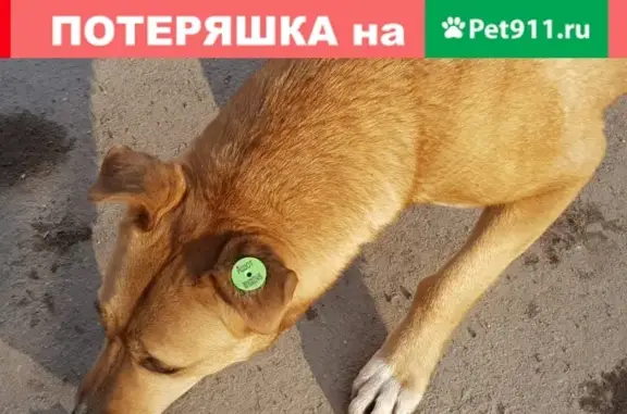 Найдена рыжая собака в Солнечногорске, ДНП Гринвилл