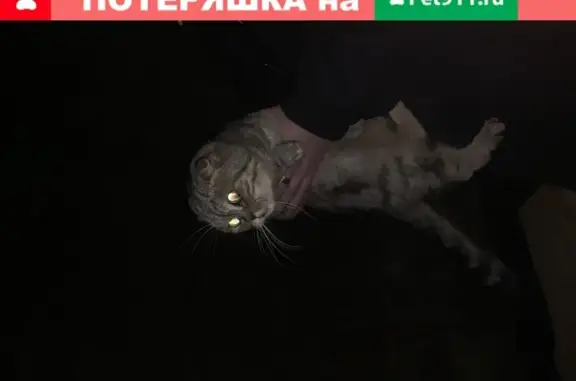 Найдена кошка возле отеля Метрополь