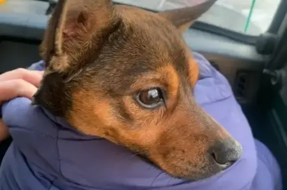 Собака Кобель найдена в Тюмени