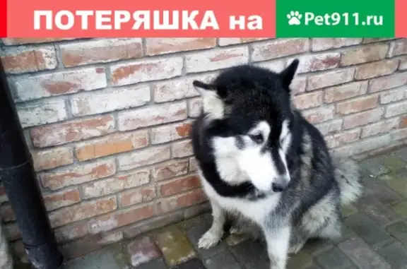 Найдена собака, Малое Лесное, фото: Найдена собака Хаски, ищем хозяина в Калининградской области