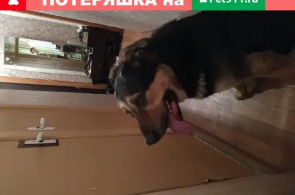 Найдена собака в Москве, Чертаново, возле битцевского лесопарка