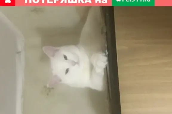 Пропала белая кошка с улицы Барышиха, 50 в Москве