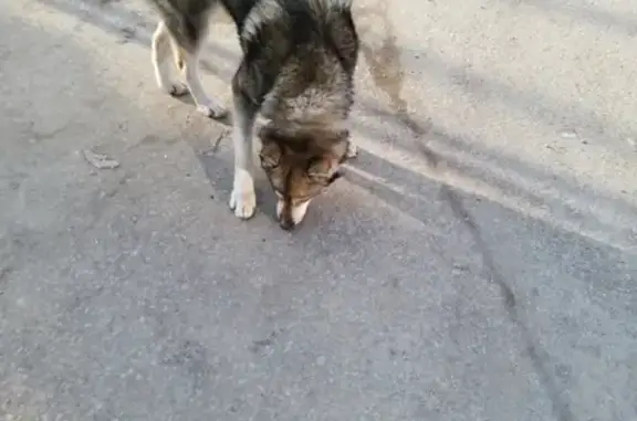 Найдена собака в Звенигороде, адрес: микрорайон Восточный, 12.