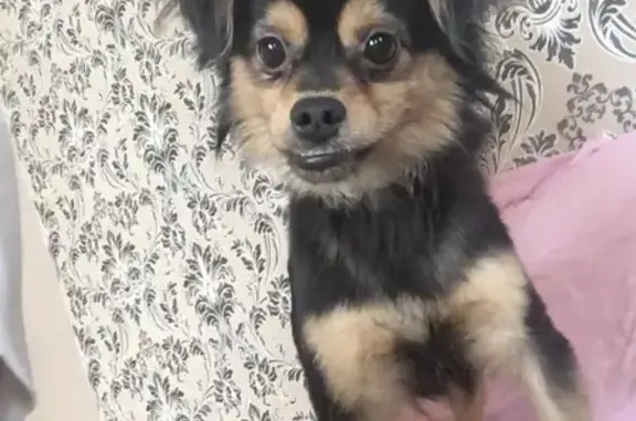 Собаки потеряшки, Томск, фото: Потеряшка пёс Джери в Томске, ул. 350-летия Томска, 24