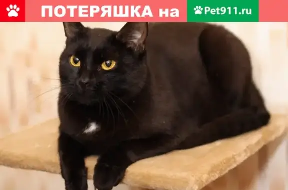 Кошки потеряшки, Набережные Челны, фото: Потеряшка черная кошка, Набережные Челны, дом 47/23