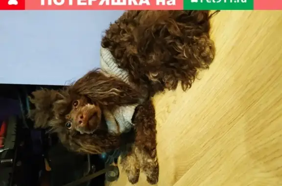 Собака Пудель-девочка найдена в Кировском районе СПб