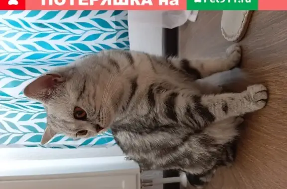 Найдена кошка Британка в Санкт-Петербурге, метро Звёздная.
