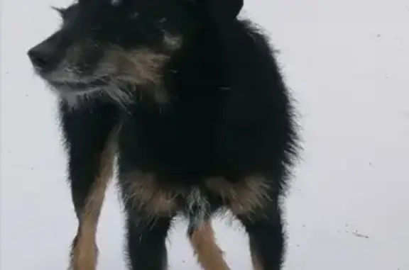 Пропала собака ягдтерьер в п. Рефтинский, Свердловская область