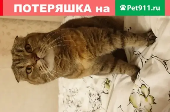 Пропала кошка Милашка, вознаграждение гарантирую! (Москва, ул. Маршала Малиновского, 1)