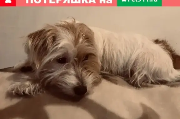 Пропала собака в Киржаче, Владимирская область